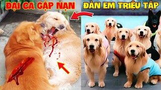 Thú Cưng Vlog | Trứng Bạc Và Trứng Vàng #21 | Chó gâu đần thông minh vui nhộn | Funny pets smart dog