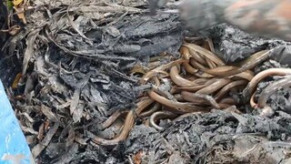 Thu Hoạch Lươn Và Món Cá Trê Khủng Lồ Nướng Bẹ Chuối.Góc Làng Quê