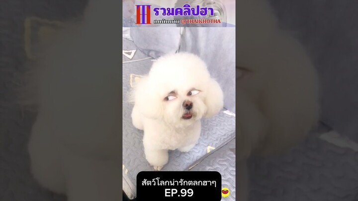 รวมคลิปตลกฮาๆ EP.209 #สัตว์เลี้ยง  #ตลก #shorts #tiktok #funny #สัตว์โลกน่ารัก #แกล้ง #สัตว์ตลก