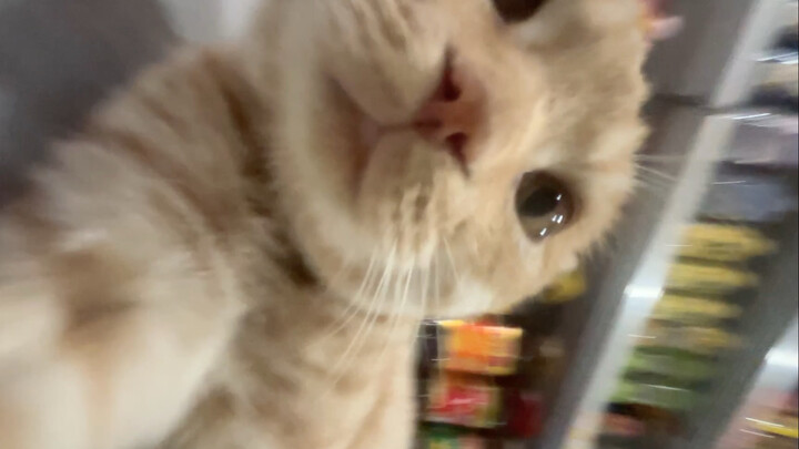 Hua Hua's stunning profile