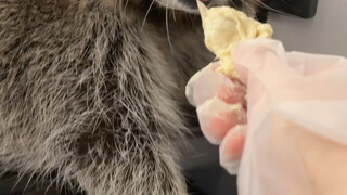 Memberi musang makan durian #musangkecil #lucu #trending