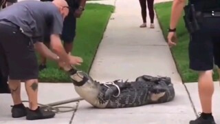 Người đàn ông Mỹ đã đánh giá thấp cá sấu và bị một cú đập búa làm choáng váng