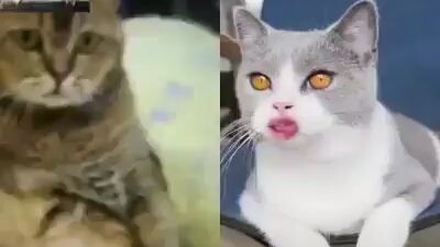 kucing nya kena mental