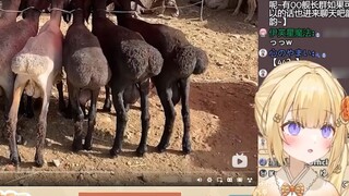 Những kẻ ngốc Nhật Bản xem "Tôi chỉ làm một việc duy nhất ở chợ gia súc và cừu, đó là chạm vào mông 