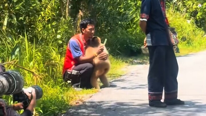 A mischievous gibbon loves to tease monkeys, but it’s also very affectionate and likes to cuddle wit