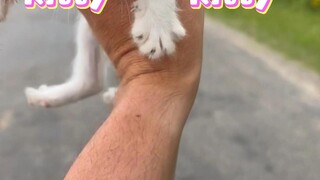 Ketika Anda mengambil anak kucing...