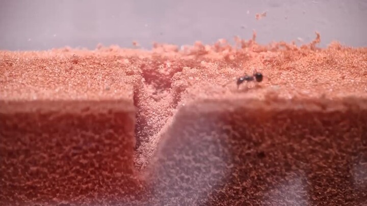 Ants Army