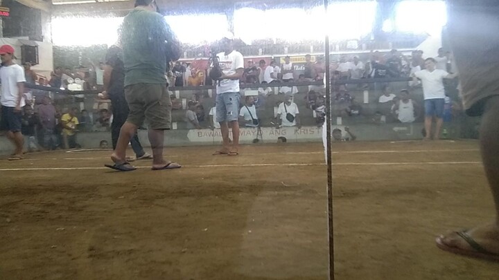 2cock ulutan sa udc win.