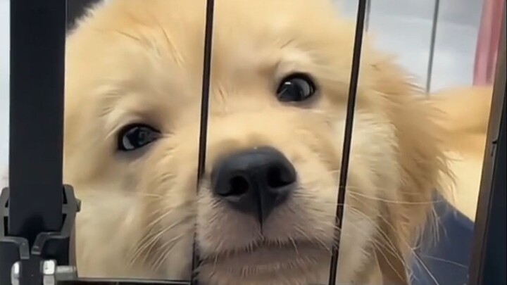 The Origin of the Golden Retriever