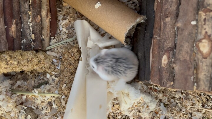 Hamster! Harvest