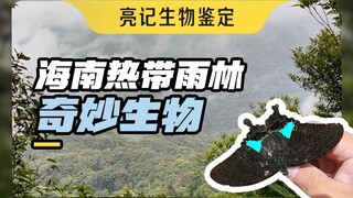 In Hainan Tropical Rainforest National Park, I encountered these amazing creatures