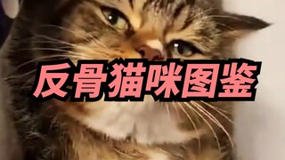 【喜哥】十斤猫咪，有九斤反骨