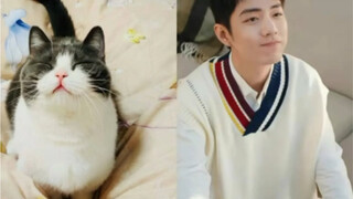 [Xiao Zhan] Oh my god, Zhan Zhan is a cat in disguise!