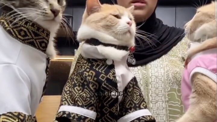 Kucing atau ayam yg matuk?
