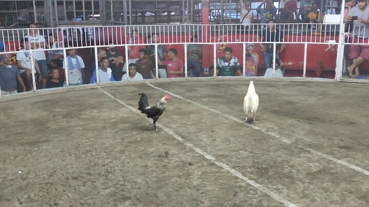 Win Hennie (Unscratched)  @ Apopong Gallera