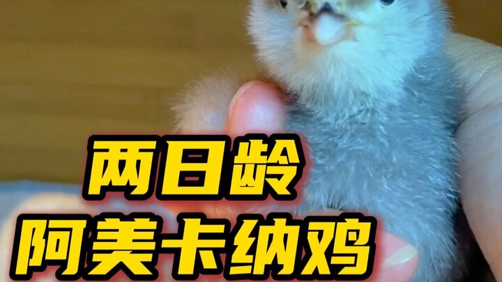 Ayam Ameraucana berusia dua hari sudah tumbuh kumis kecil