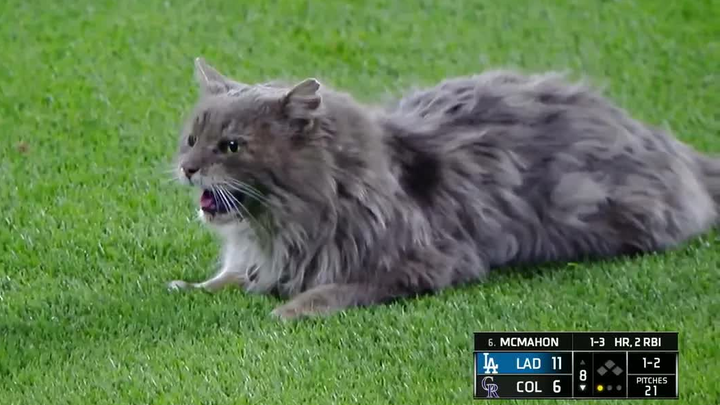 Cute Cat | A Cat On Baseball Field