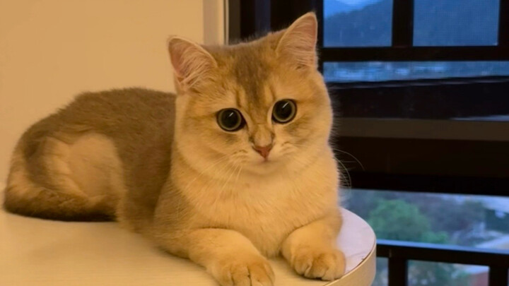 Mochi