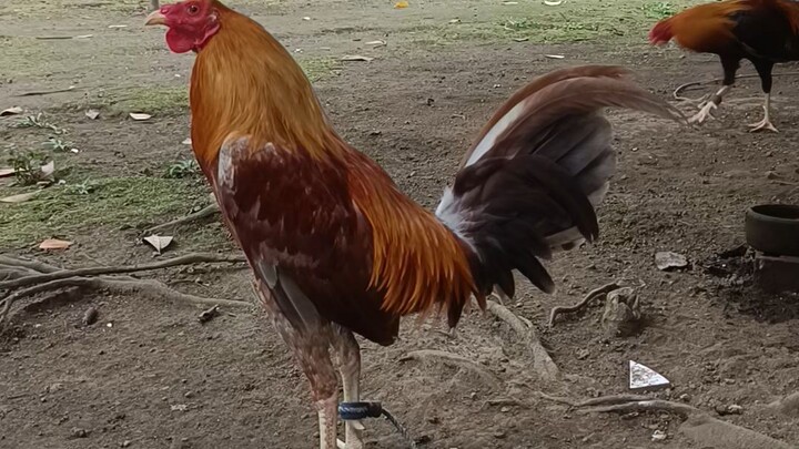 Golden Blues pea comb green legged left in left out markings