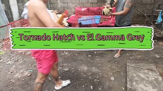 Tornado Hatch Vs El Gamma Grey x Boston Grey