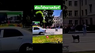 ต้องให้หมาเคลียร์