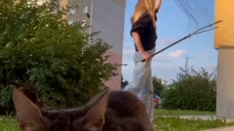 A Cat With Insane Counter-Intelligence Skills