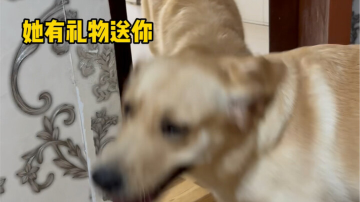 How gentle can a little puppy be?