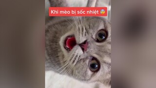 Thanh niên đòi đi chơi giữa trời 40 độ và cái kết...😂😂 meokute meocute meoxinh