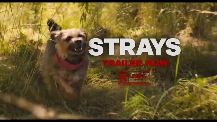 Strays - Official Trailer [HD] For free: Link in Description
