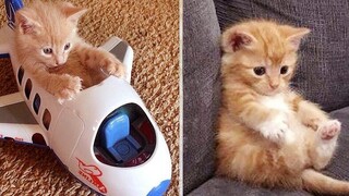 วิดีโอสัตว์ตลก 2022 แมวขี้เกียจและน่ารักทำให้คุณทำอะไรไม่ถูก รวมแมวตลก