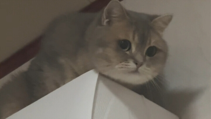 Kakak, pekerjaanmu apa