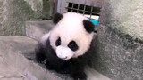 [Panda] Naïve panda