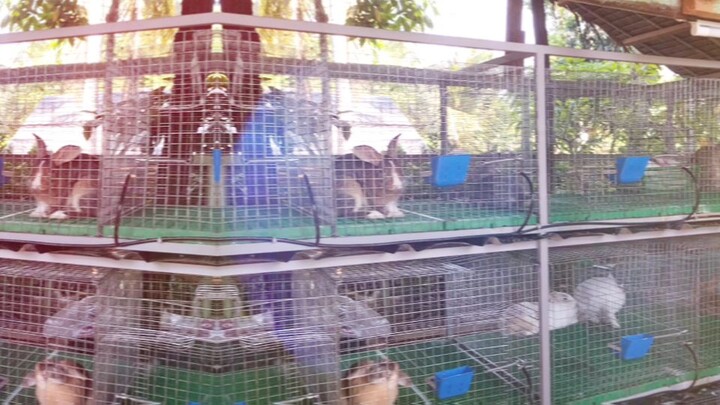 rabbit breeding in the Philippines