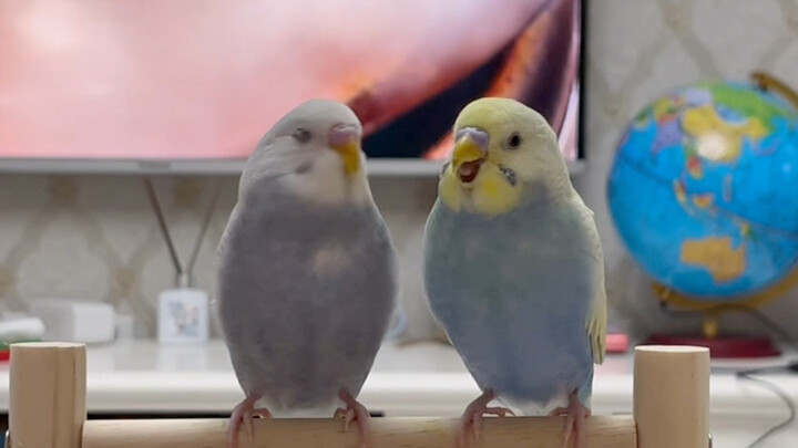 Dulu waktu kecil, mereka suka meniru aku bersin.