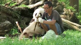 【大熊猫青青】杨奶爸太宠儿子了，挑笋剥皮给儿子摆好，亲爹