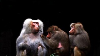 Wildlife conservation: making a difference
