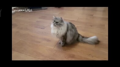 Kehidupan memang selalu lebih ajaib—kucing di rumah saya bisa melakukan backflip!