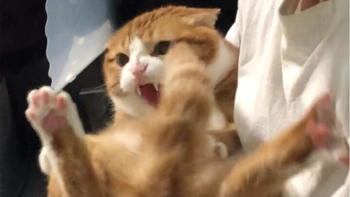 Mèo Mi: “Thằng đàn ông này còn chẳng sợ gì hết à? Được rồi, tui bó tay rồi ( '-ωก̀ )”