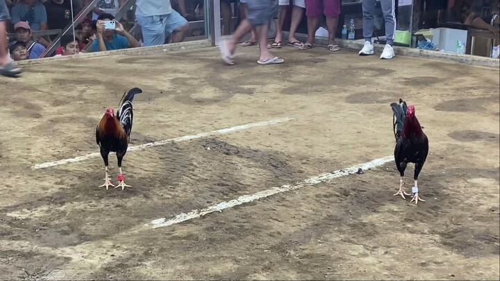 StanSid red, anak ni Panget, wins championship in Victoria Coliseum 2 hits, Mar 8, 2025