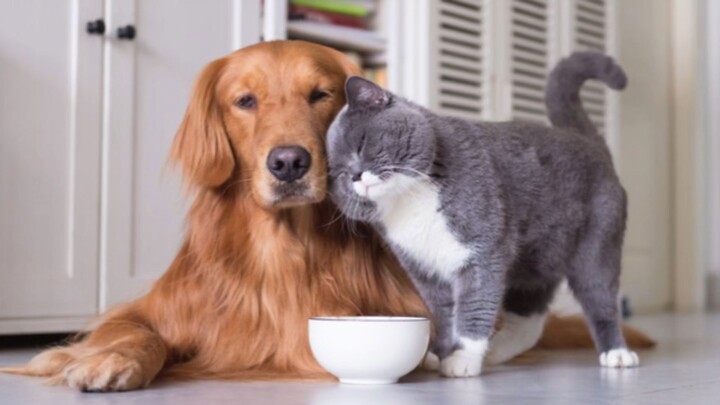 Tip khi nuôi thú cưng #tip