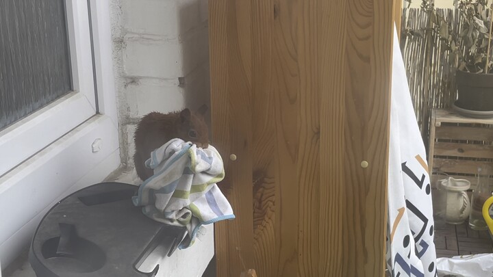 A tiny uninvited guest showed up on my balcony! Tried to steal my handkerchief but failed—hmph! And 