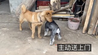 Chú chó Schnauzer đang động dục và chủ động giao phối với chú chó hàng xóm khiến chủ của chú chó vô 