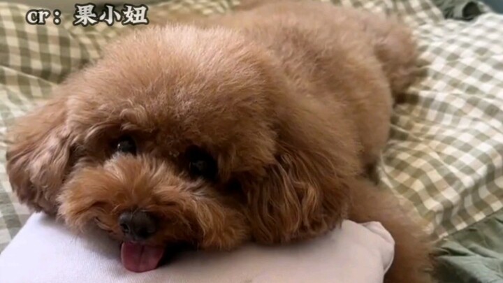 Rốt cuộc là ai đang nuôi loại chó này vậy!!!