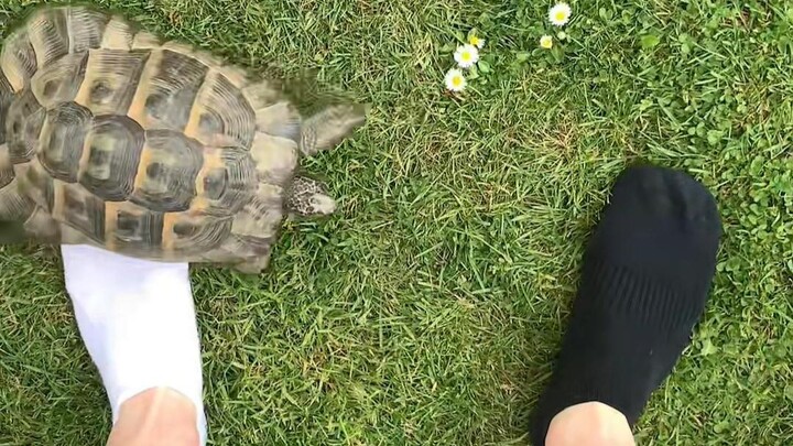 Why Do Turtles Hate Black?