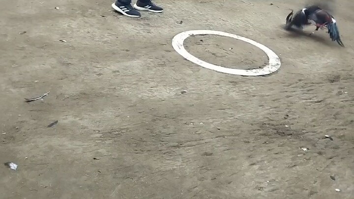 Blueface/Claret Broodcock 2026