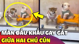 Cười xỉu MÀN ĐẤU KHẨU giữa hai chú cún con HƯỚNG NGOẠI và HƯỚNG NỘI 😅 | Gâu Đần