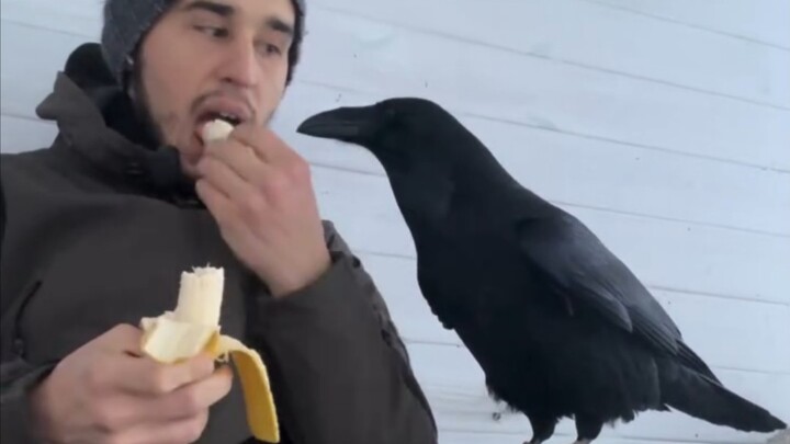Sharing Panama with the Raven