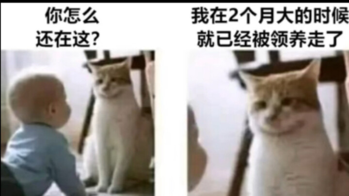 Meme Kocak｜Ketika Kucingmu Melihat Kamu yang Sudah Berusia 1 Tahun Masih di Rumah