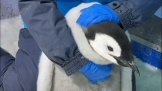 People! Geese must be sooo fun to pet!