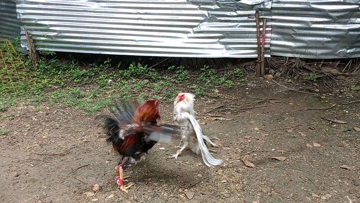 Boston sweater vs. white kelso